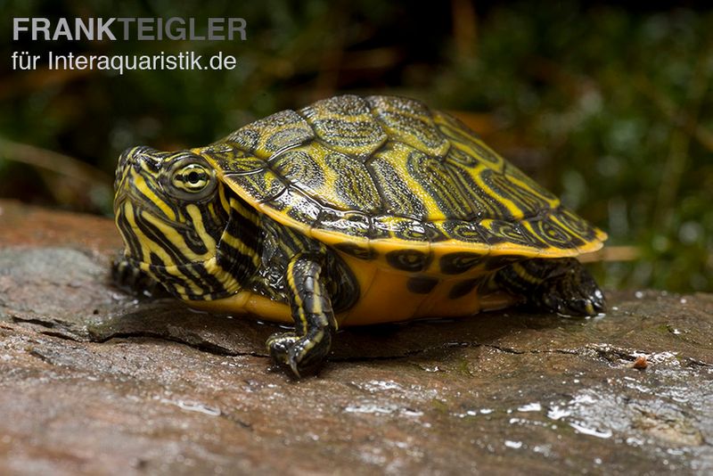 Nördliche Rotbauch-Schildkröte, Pseudemys rubriventris