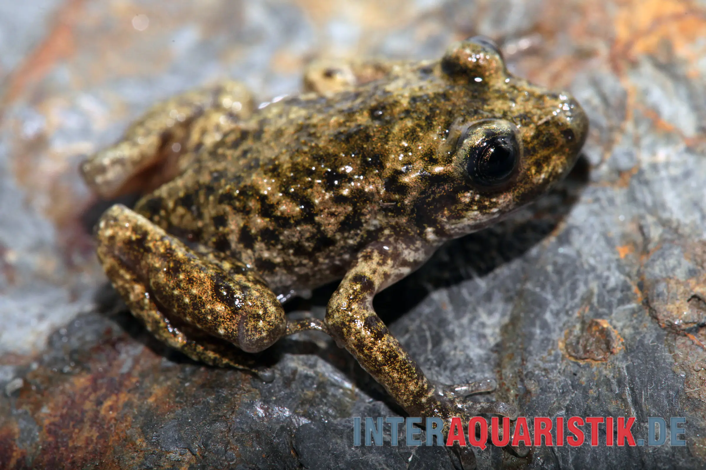 Braun gefleckter Frosch auf nassem Stein