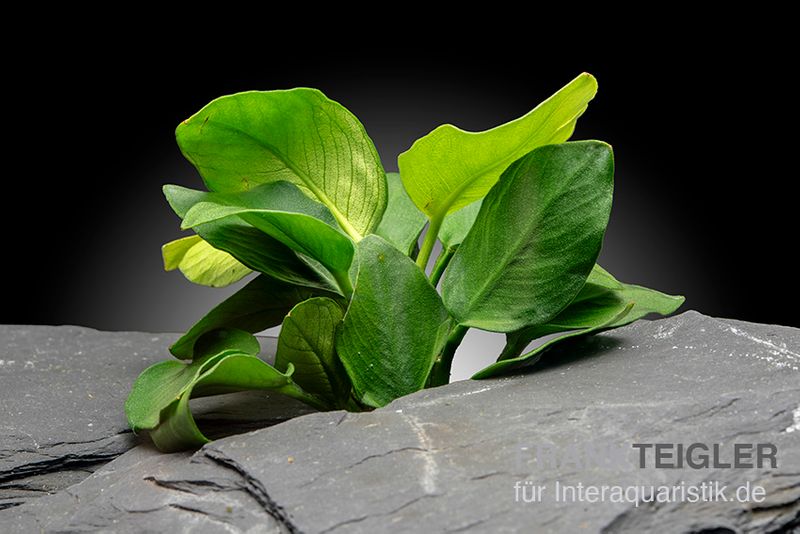 Anubias nana "Fatty" (Thick Leaf), im Topf