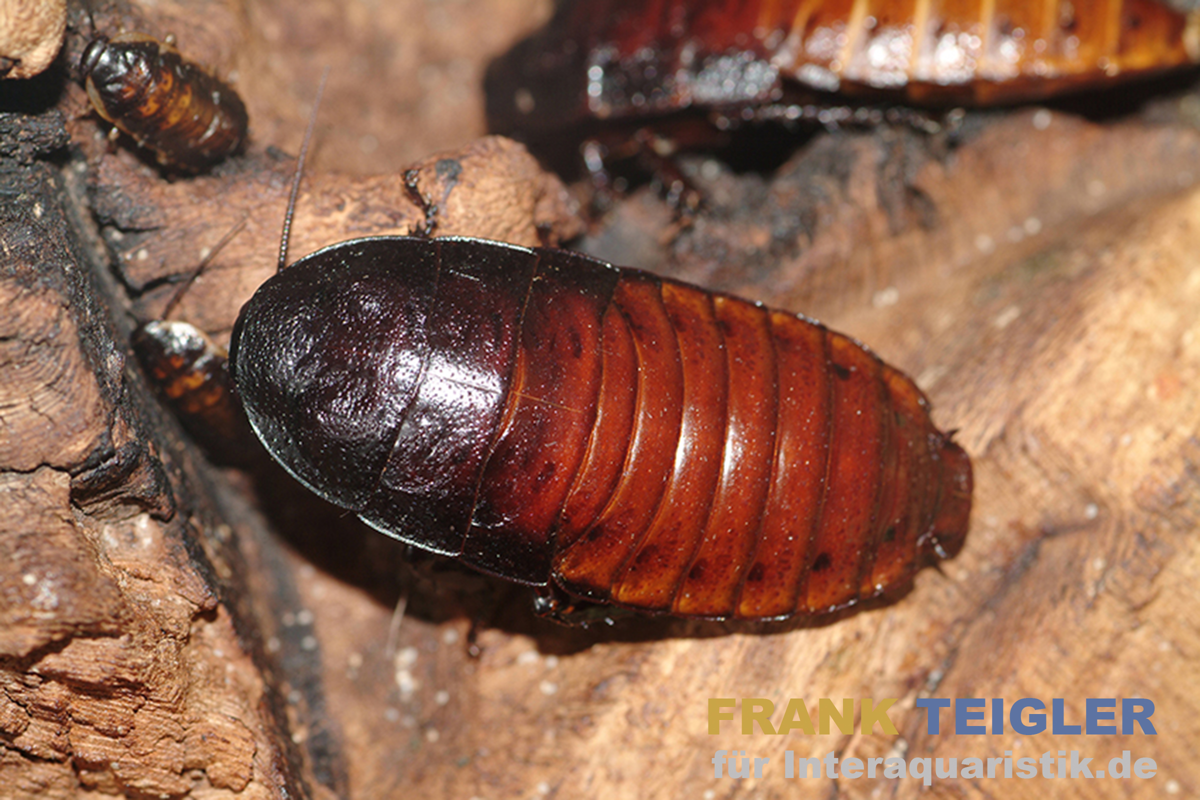 Madagaskar-Fauchschabe, Gromphadorhina portentosa