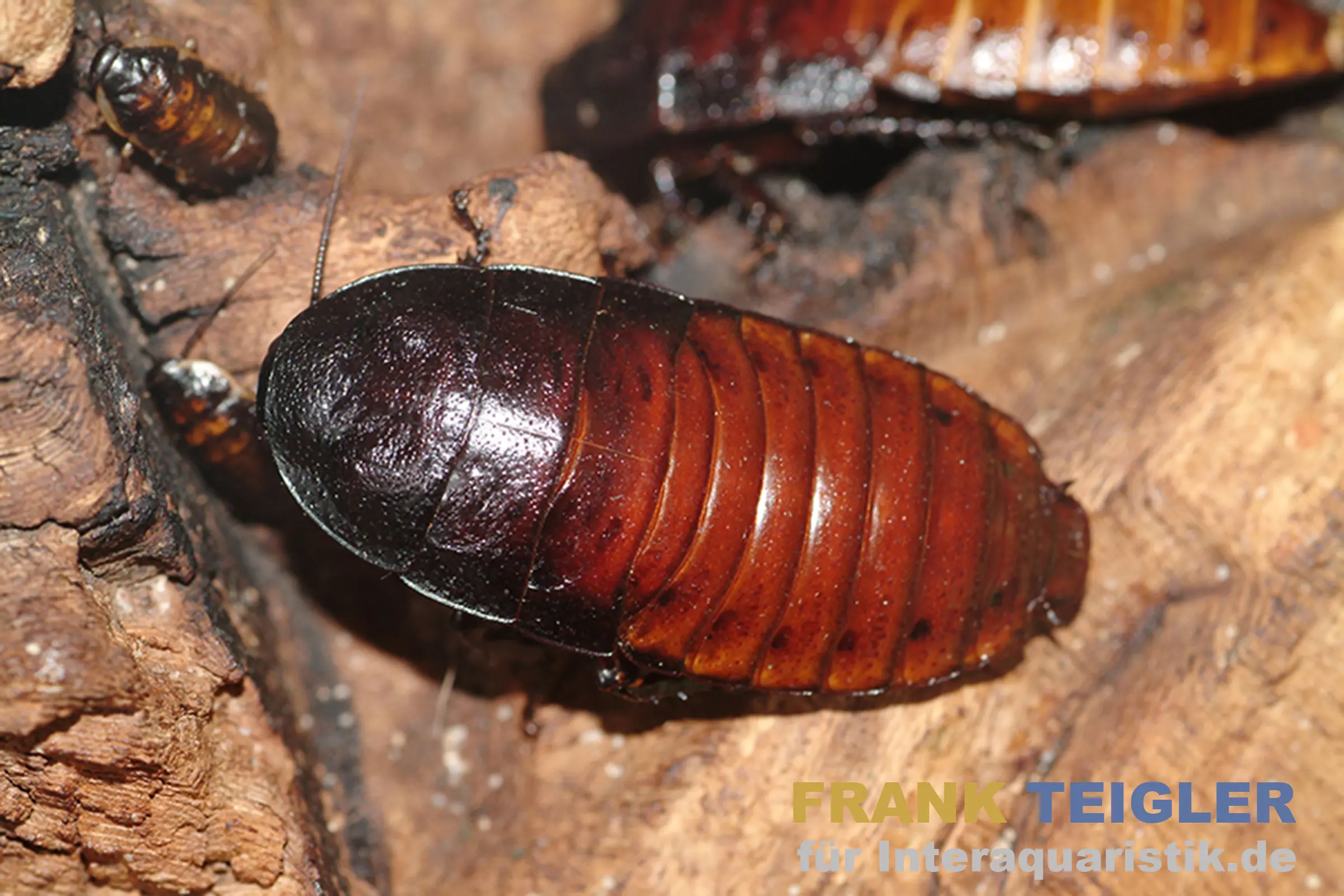 Madagaskar-Fauchschabe, Gromphadorhina portentosa