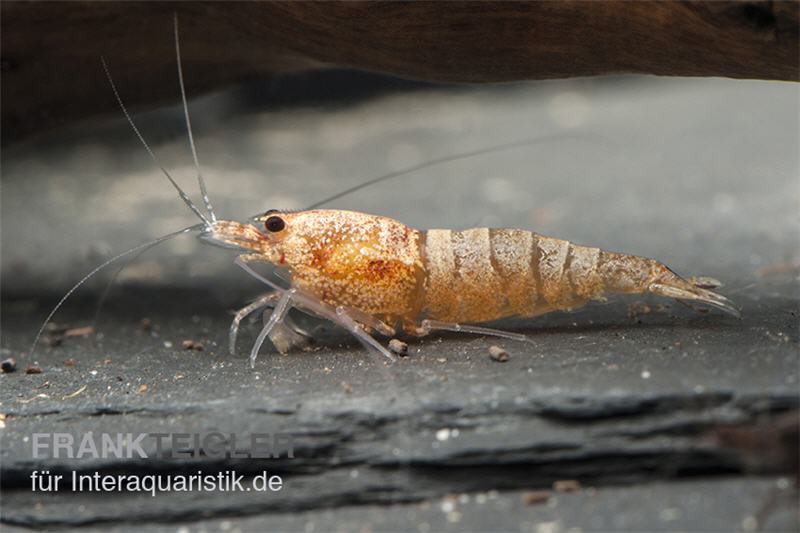 Golden Snow White Bee Garnele, Caridina cf. cantonensis