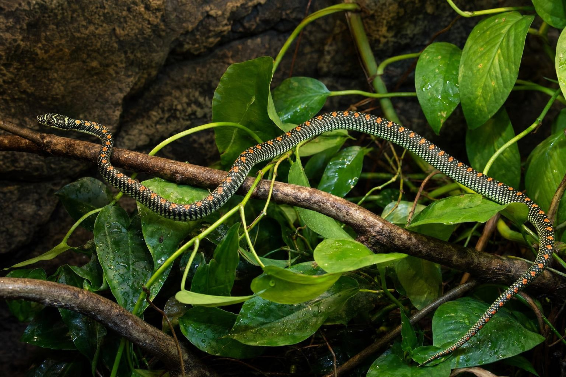 Paradies-Schmuckbaumnatter, Chrysopelea paradisi