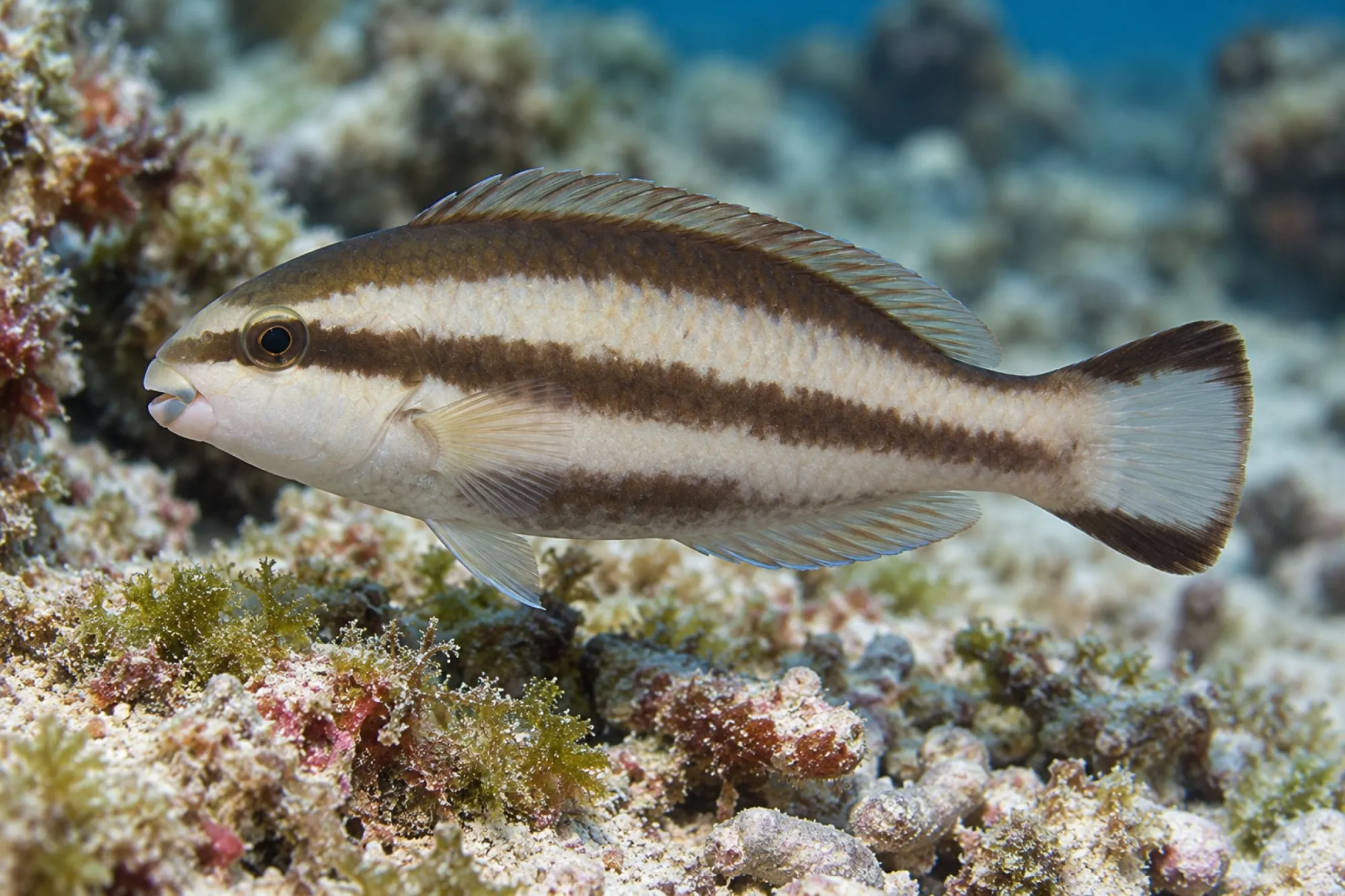 Gestreifter Papageifisch, Scarus taeniopterus