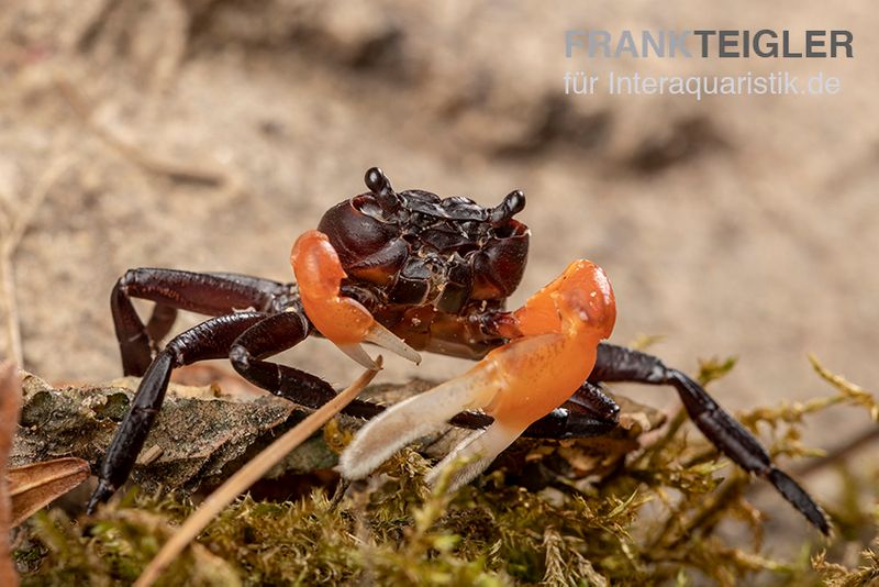 Orangearm-Krabbe, Lepidothelphusa spec. Orange Arm Borneo, Paar (1 Männchen + 1 Weibchen)