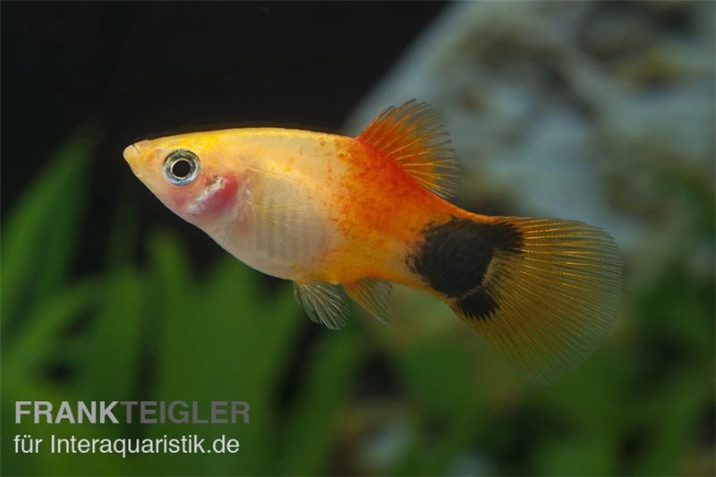 Goldener Mickey Mouse Platy, Xiphophorus maculatus