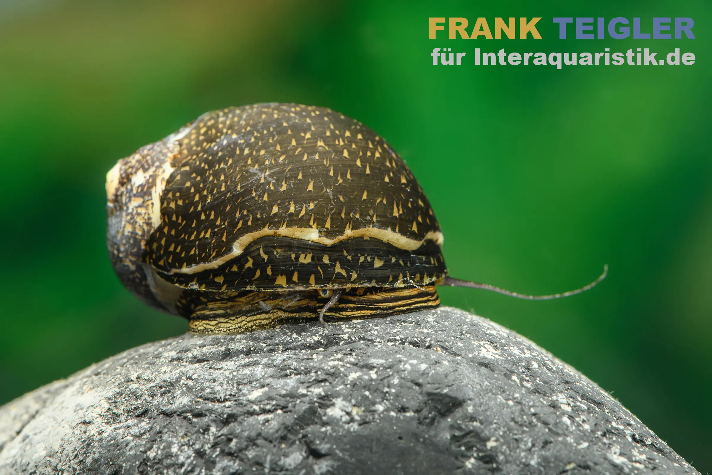 Green Tiger Rennschnecke, Neritina sp.