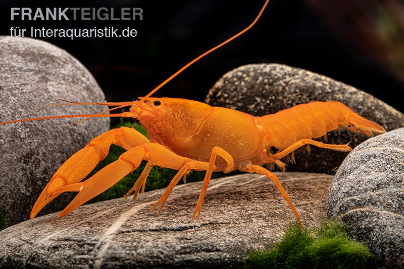 Superorangener Aprikosenkrebs, Cherax cf. holthuisi, Zufällig ausgewählt