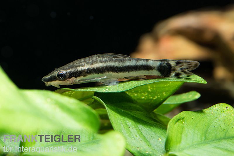 Ohrgitterharnischwels, Otocinclus affinis (Minifisch)