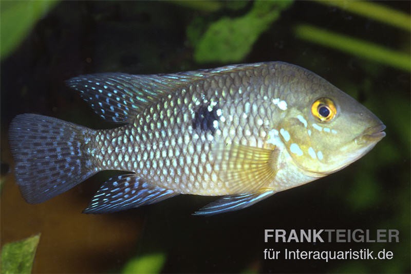 Perlmutt-Erdfresser, Geophagus brasiliensis