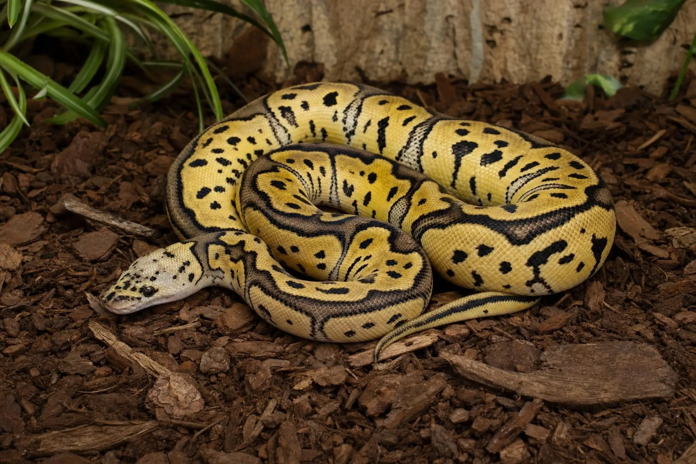 Leopard-Clown-Königspython, Python regius