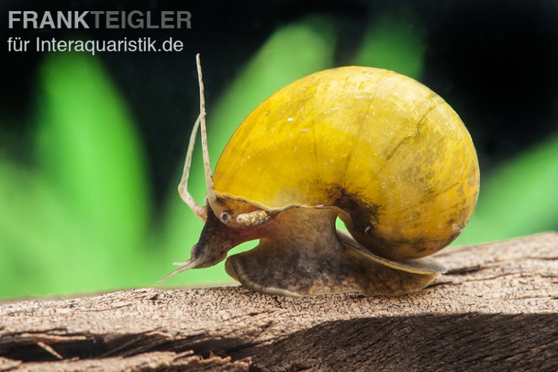 Gelbe Asia-Apfelschnecke, Pila polita