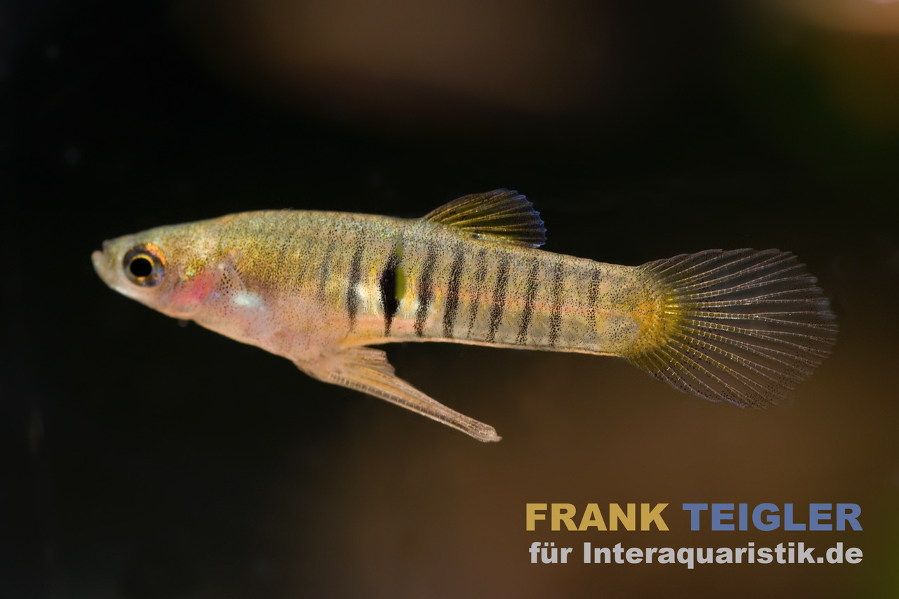Eleganter Zwergkärpfling, Neoheterandria elegans (Minifisch)
