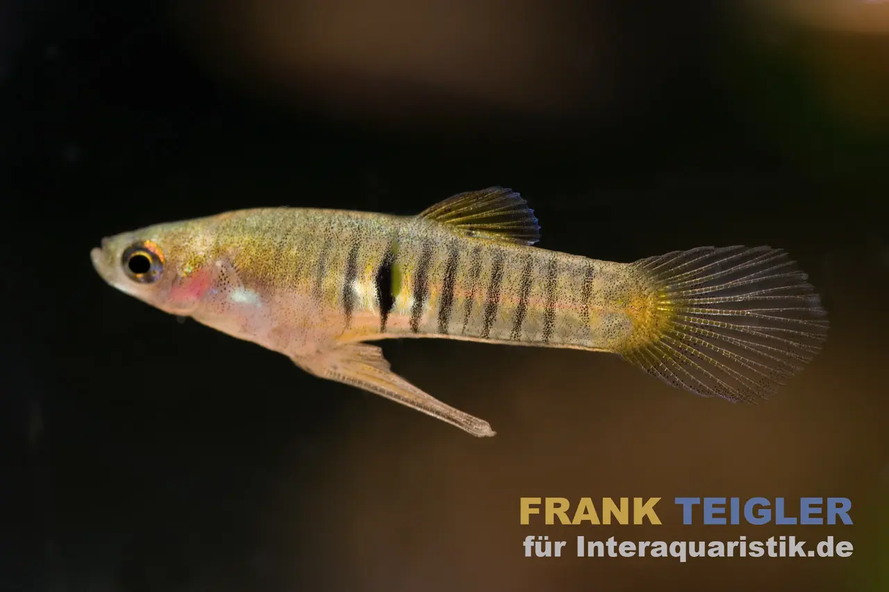 Eleganter Zwergkärpfling, Neoheterandria elegans (Minifisch)