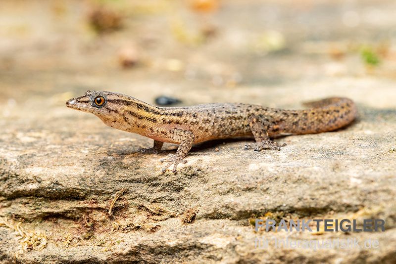 Florida-Riff-Gecko, Sphaerodactylus notatus