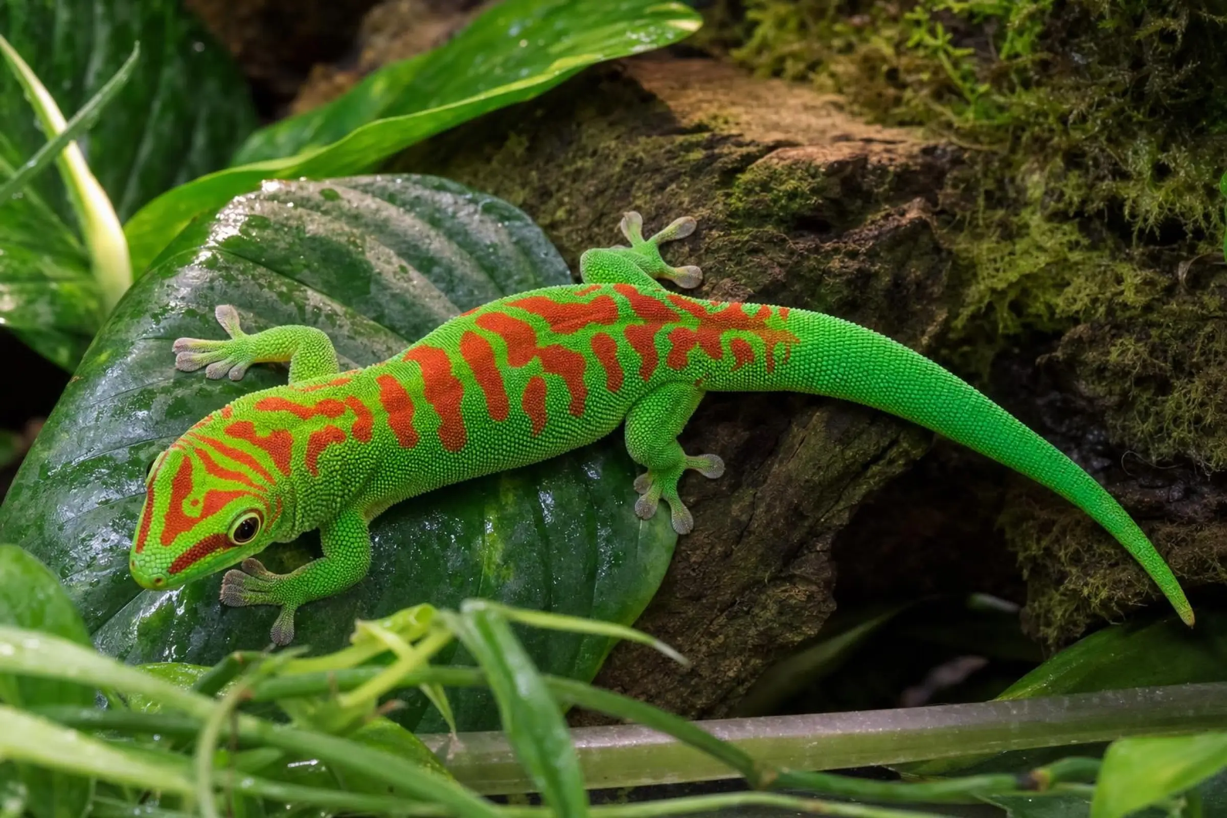 Großer Madagaskar-Taggecko „High Red“, Phelsuma grandis