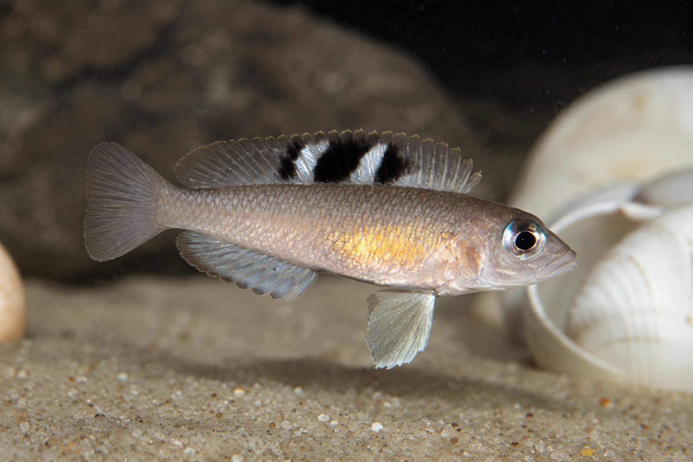Kungwe-Schneckenbuntbarsch (Neolamprologus kungweensis) im Sandrevier vor Schneckenhaus, typische dunkle Rückenflecken, wacher Blick und Brutpflegeverhalten (Tanganjika-Charakter)