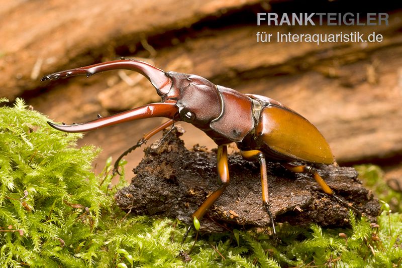 Weinroter Geweihkäfer, Prosopocoilus astacoides, weiblich