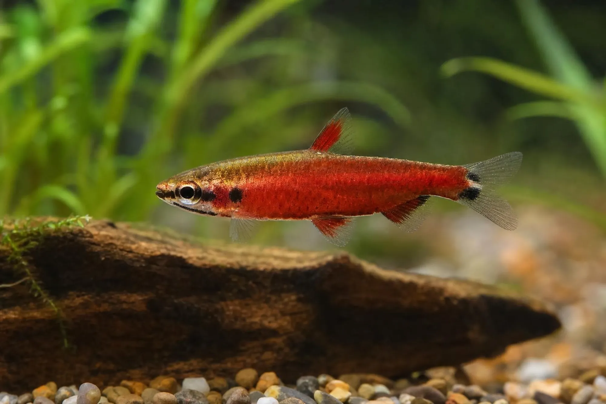 Zwergziersalmler „Amaya“, Nannostomus sp.