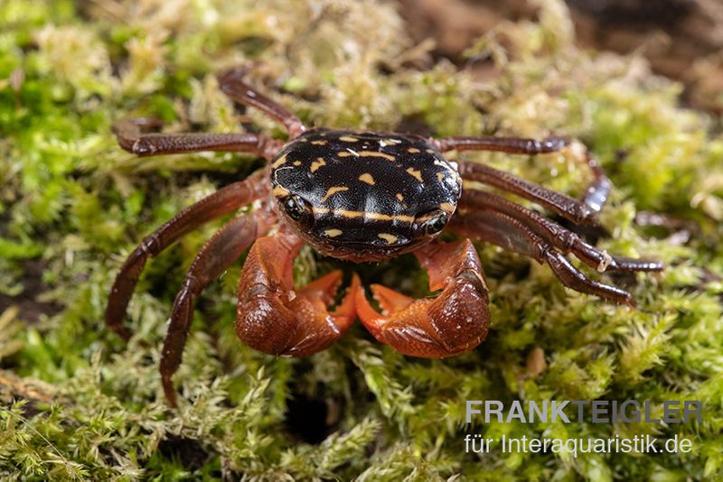 Rainbow Mangrovenkrabbe, Pseudosesarma sp., Zufällig ausgewählt