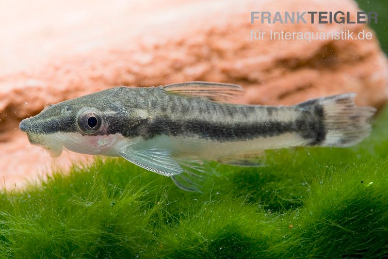 Ohrgitterharnischwels, Otocinclus affinis (Minifisch)