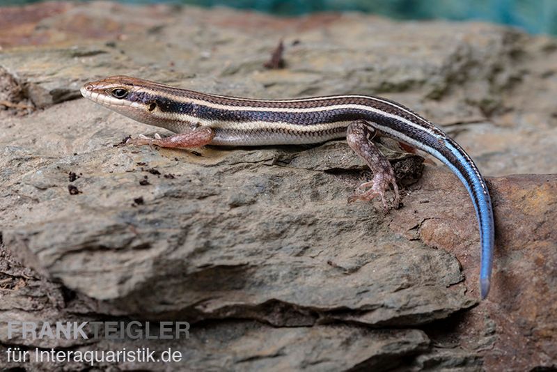 Fünfstreifenskink, Trachylepis quinquetaeniata, gemischt