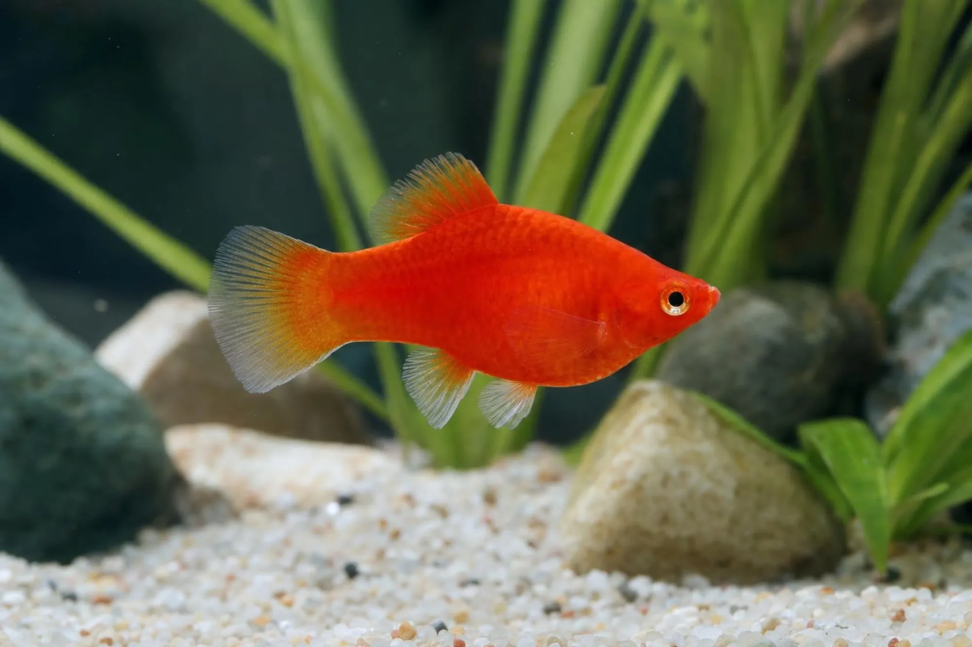 Korallenplaty-Mix, Xiphophorus maculatus