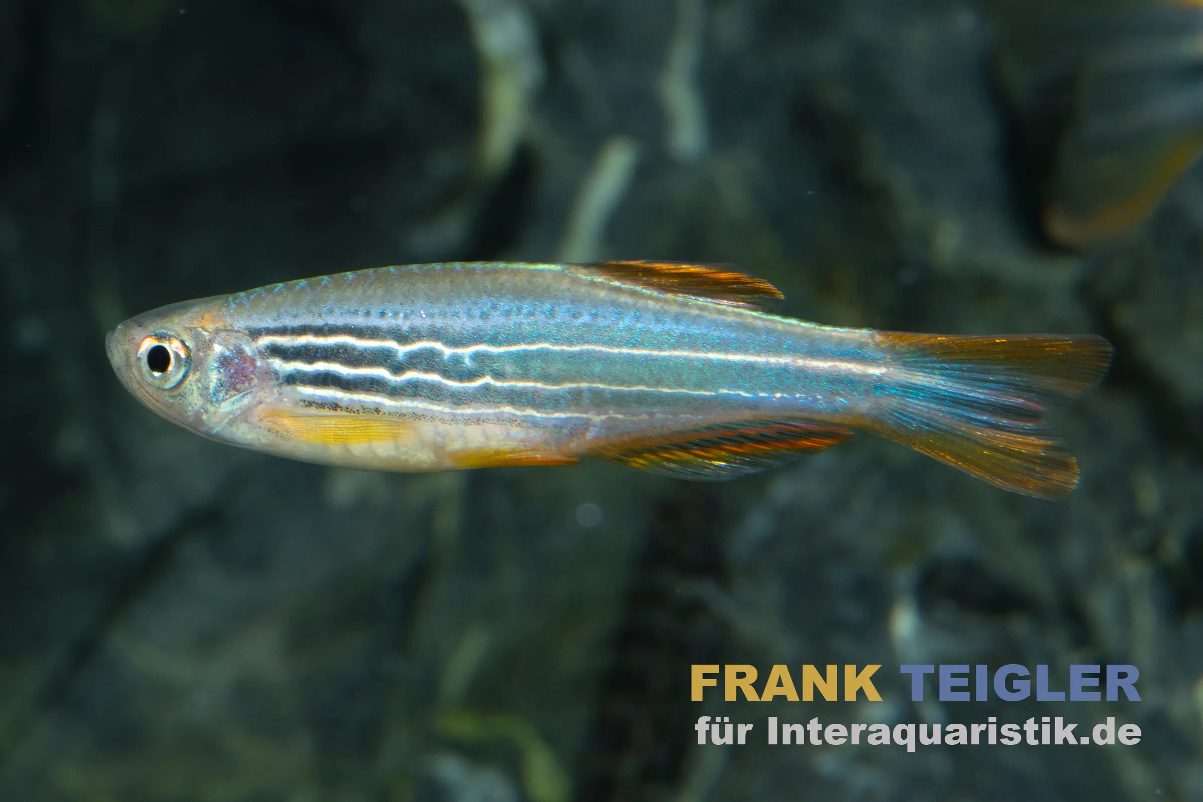 Roter Zebrabärbling, GESTREIFTE FORM, Danio quagga