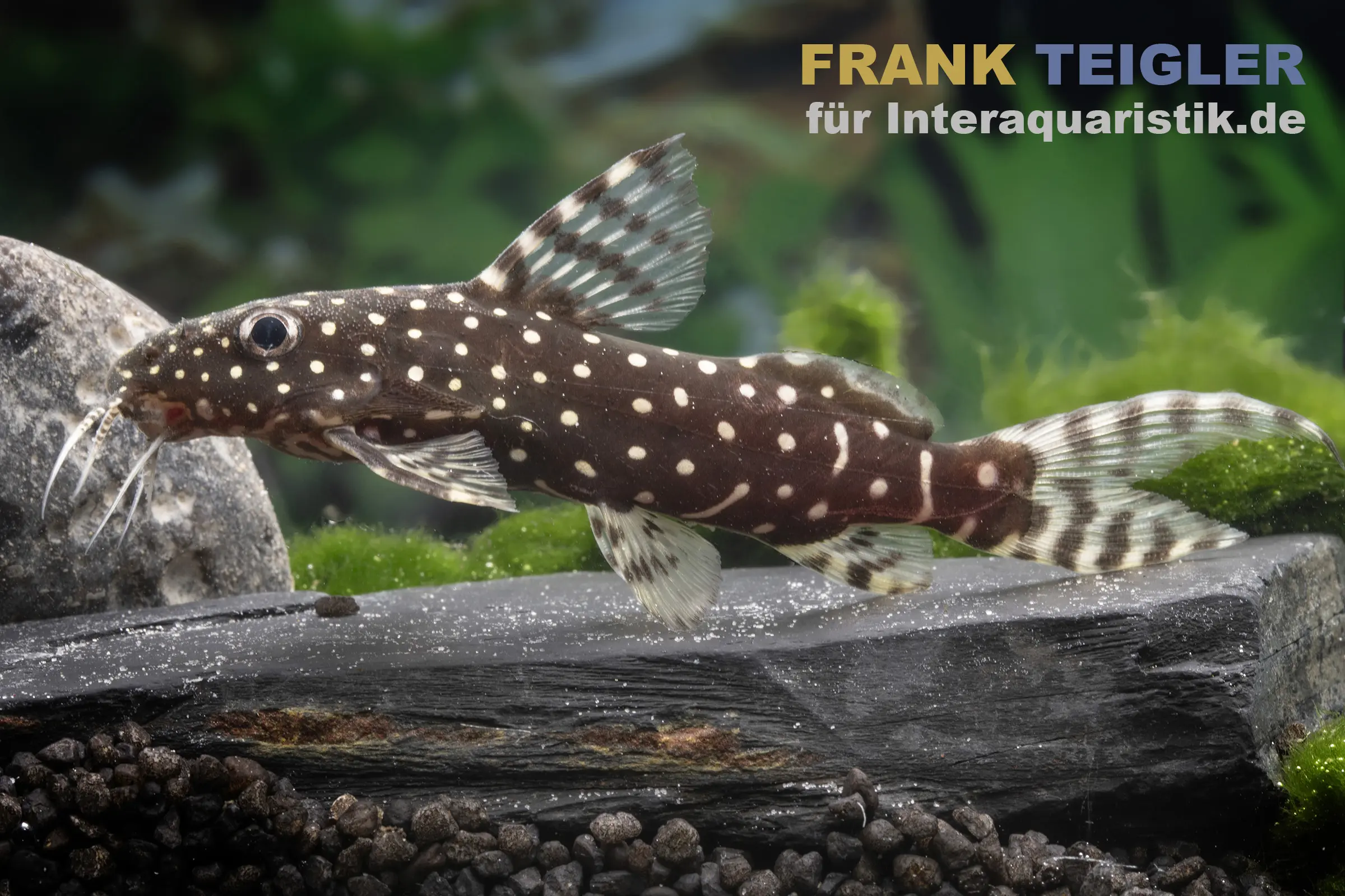 Perlhuhnwels, Synodontis angelicus, 8-10 cm