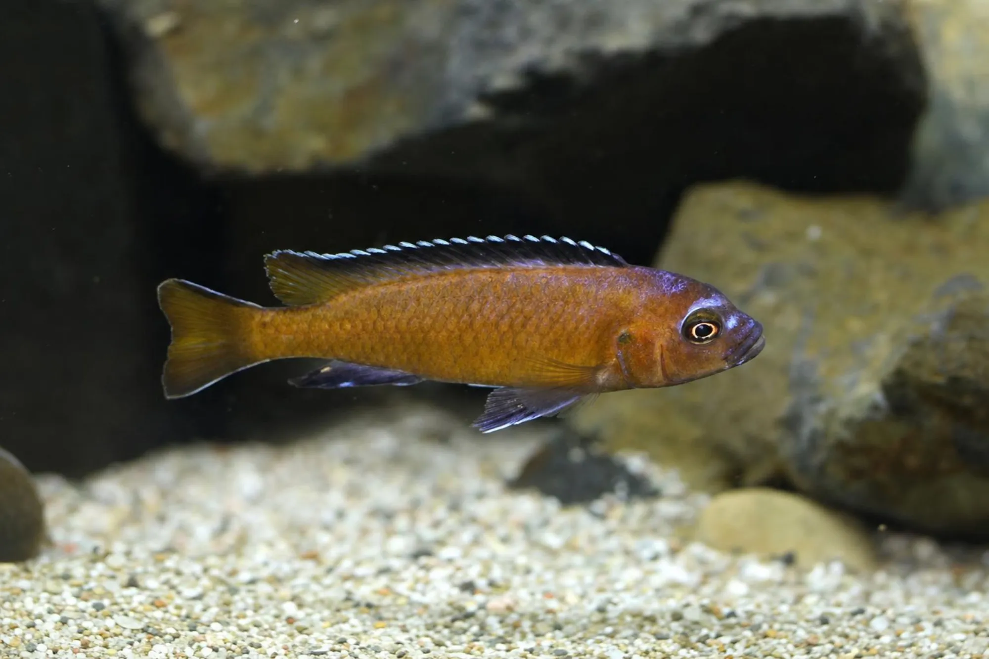 Schmalbarsch „Usisya Mara Rock“, Pseudotropheus elongatus, ca. 3,0-4,0 cm