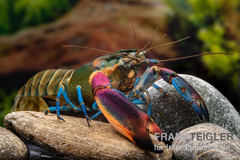 Blauer Kambuayakrebs, Cherax spec. Kambuaya Creek Blue Claw, Paar (1 Männchen + 1 Weibchen)