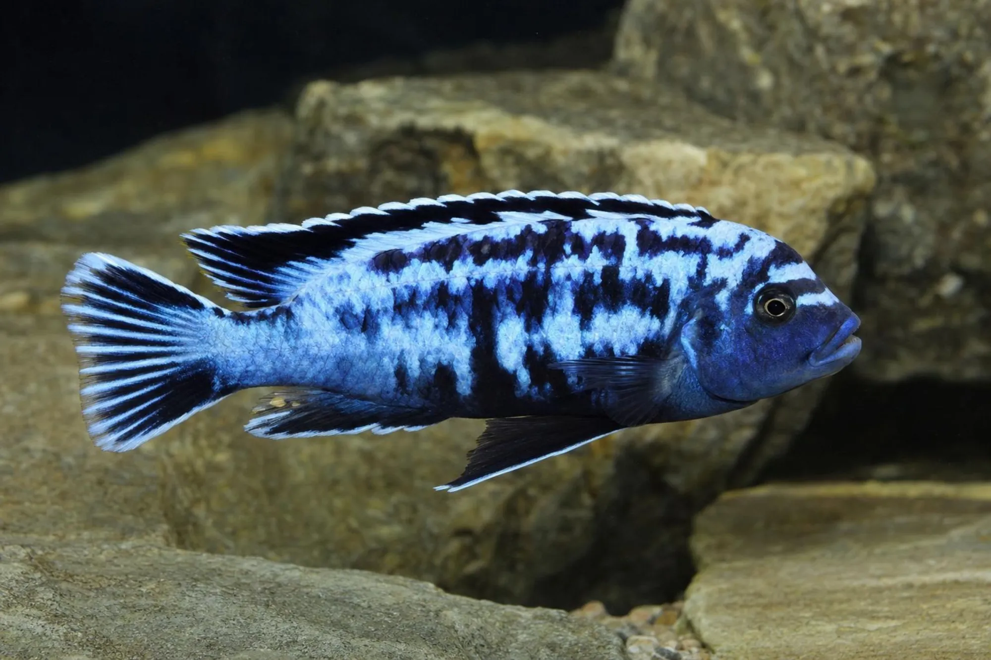 Msobo-Maulbrüter „Magunga“, Maylandia sp. 'Msobo'