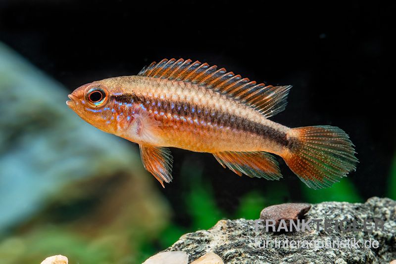 Agassizii-Zwergbuntbarsch gold-rot, Apistogramma agassizii gold-rot, paarweise