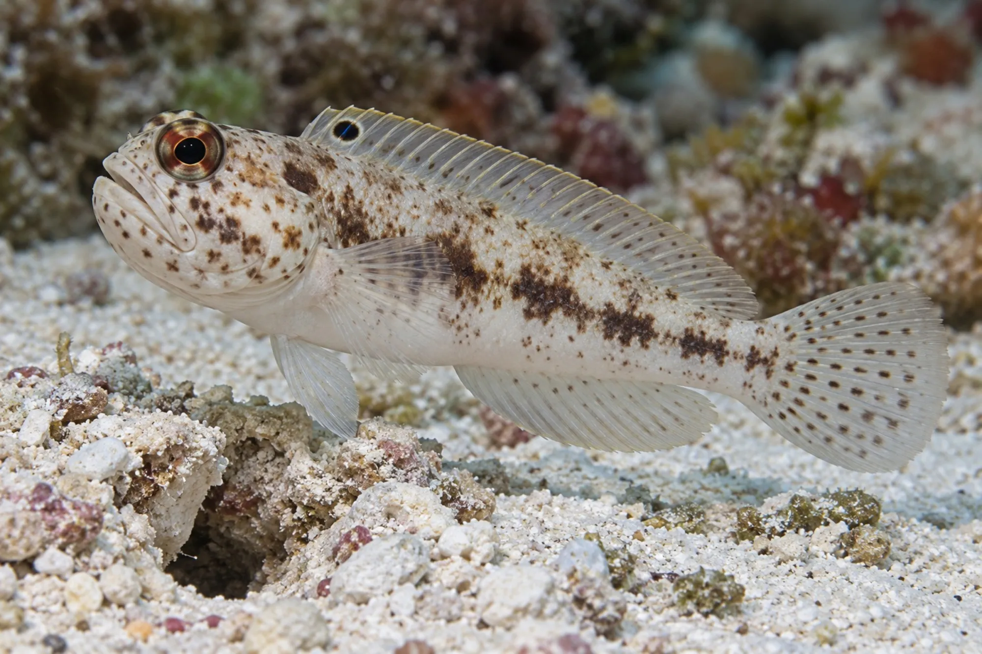 Kieferfisch, Opistognathus whitehursti