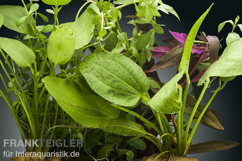 Aquarienpflanzen-Set Kinabalu, 5 Töpfe