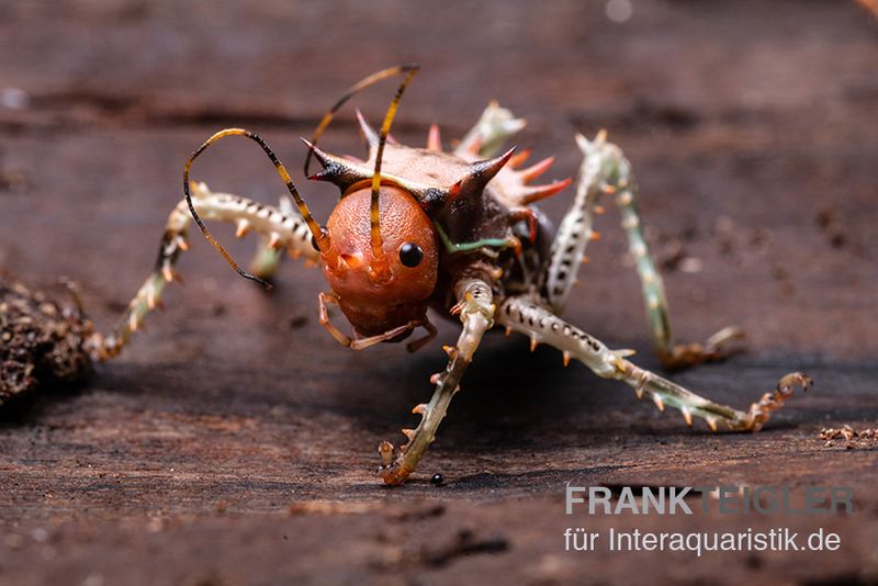 Afrikanische Dornen-Grille, Cosmoderus femoralis