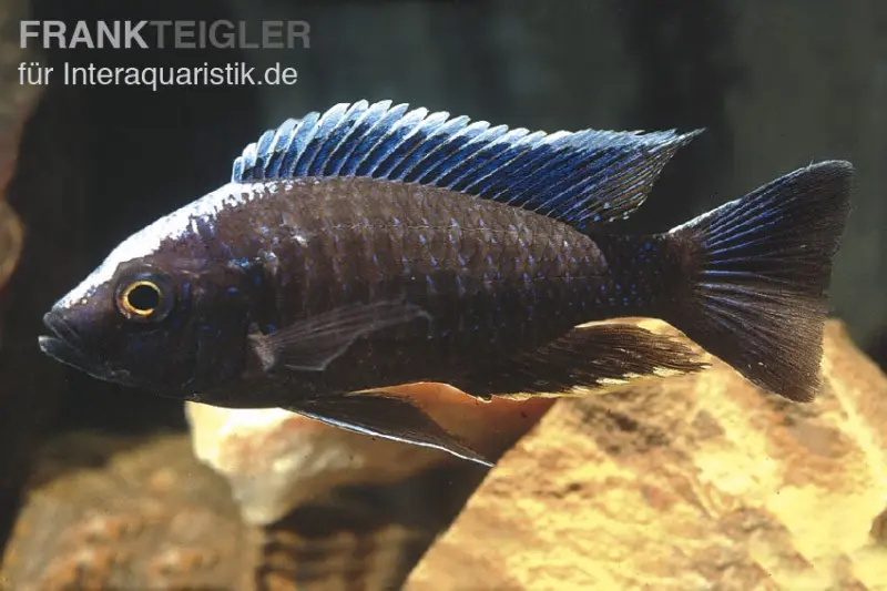 Blauer Orchideen-Aulonocara, Aulonocara kandeensis, 6-8 cm