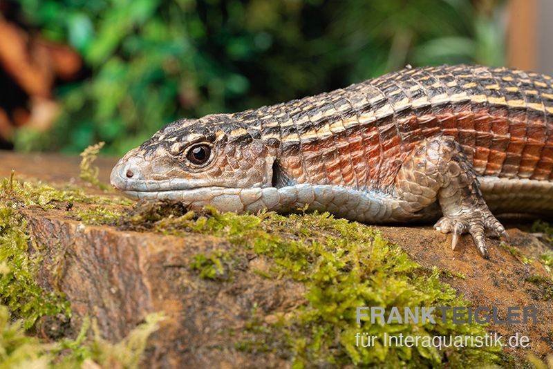 Braune Schildechse, Gerrhosaurus major