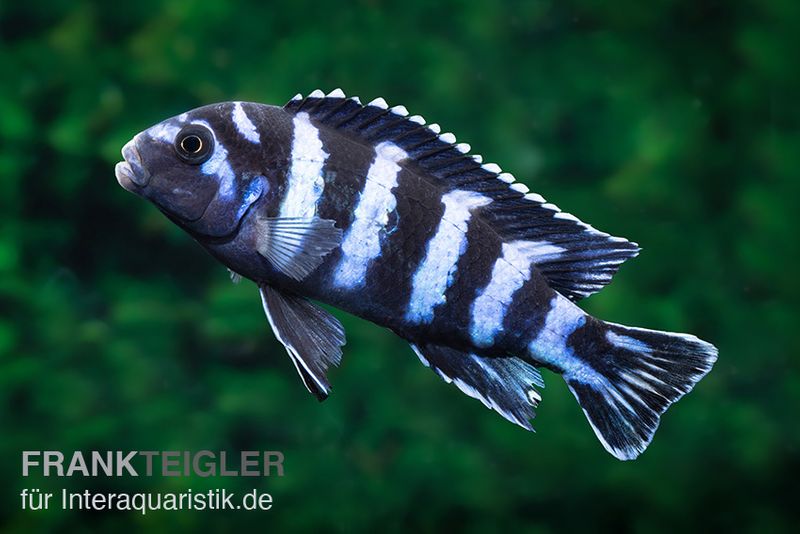 Demasons Maulbrüter, Pseudotropheus demasoni, DNZ