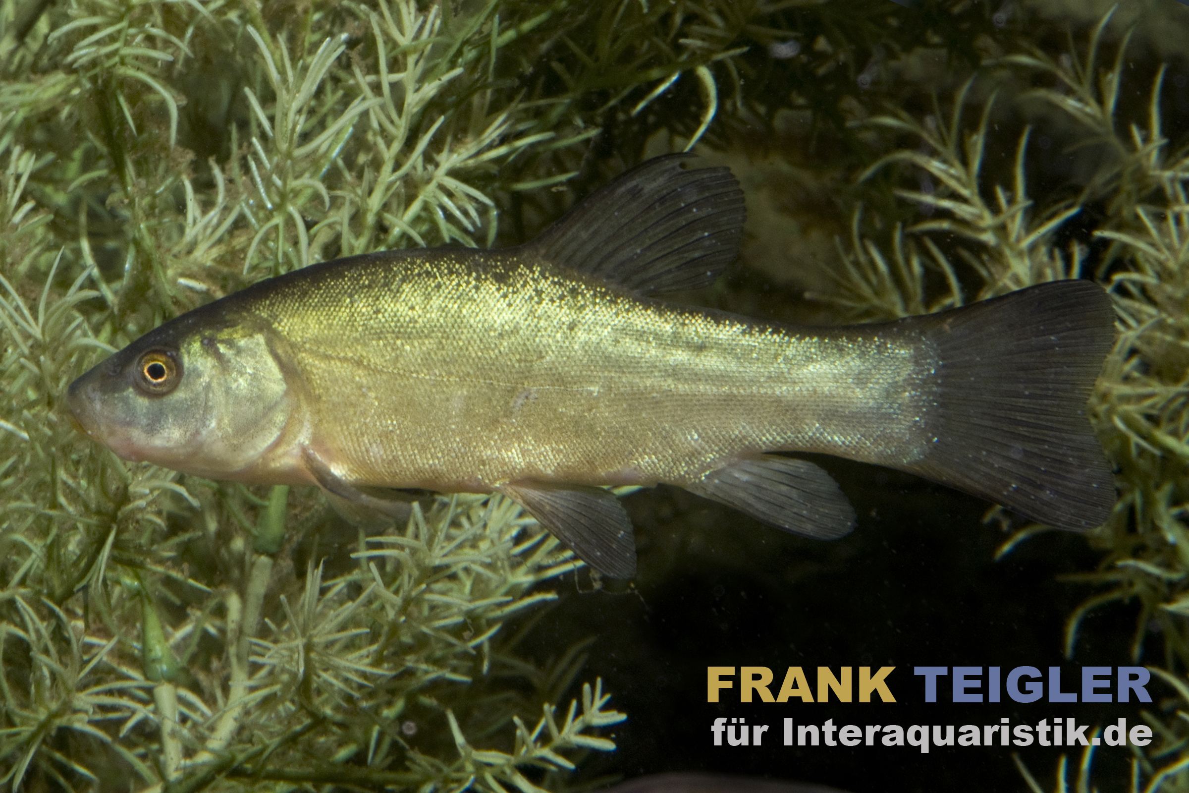 Nahaufnahme naturfarbener Aland (Leuciscus idus), silbrige Wildform, 7–10 cm, schwimmt vor Unterwasservegetation – geeigneter, robuster Kaltwasserfisch für größere Gartenteiche