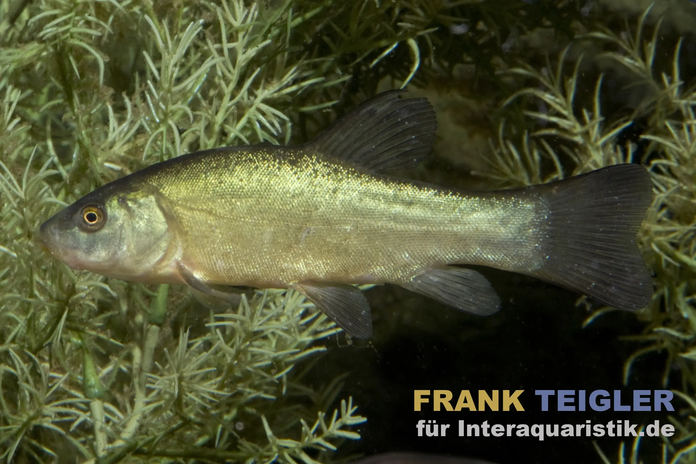 Nahaufnahme naturfarbener Aland (Leuciscus idus), silbrige Wildform, 7–10 cm, schwimmt vor Unterwasservegetation – geeigneter, robuster Kaltwasserfisch für größere Gartenteiche