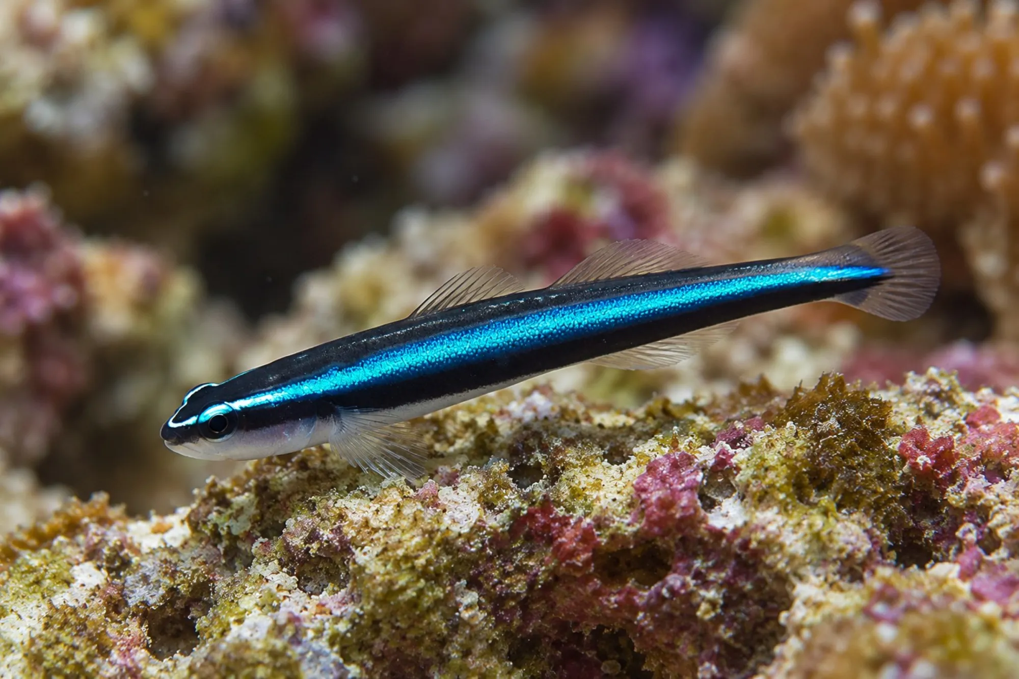 Blaue Neonputzergrundel Nachzucht, Elacatinus oceanops