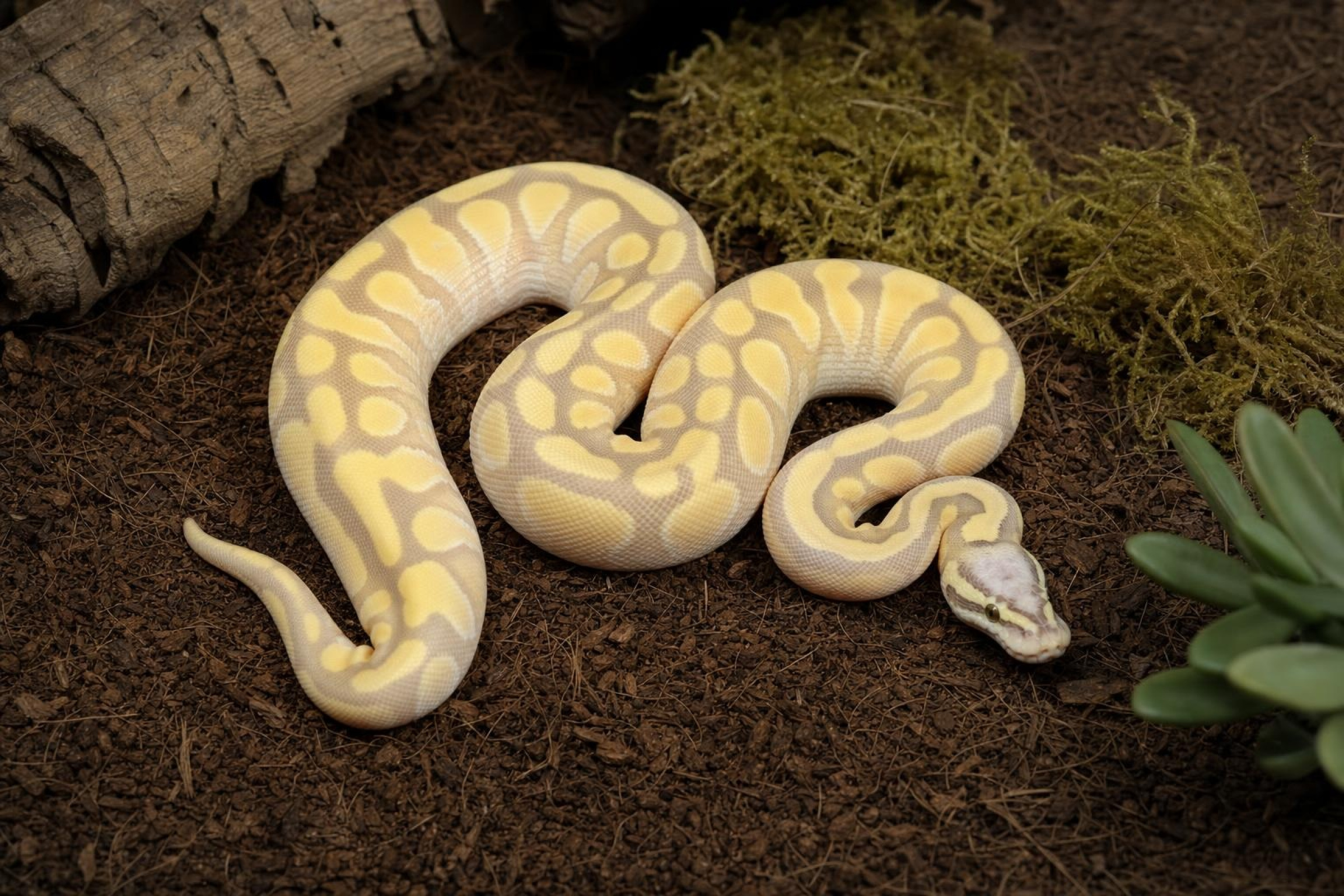 Königspython „Enchi Pastel Desert Ghost“, Python regius