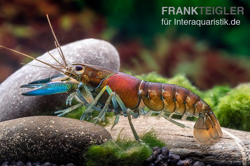 Blauer Papua-Flusskrebs, Cherax communis, Zufällig ausgewählt