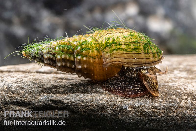 Genoppte Turmdeckelschnecke, Tarebia granifera