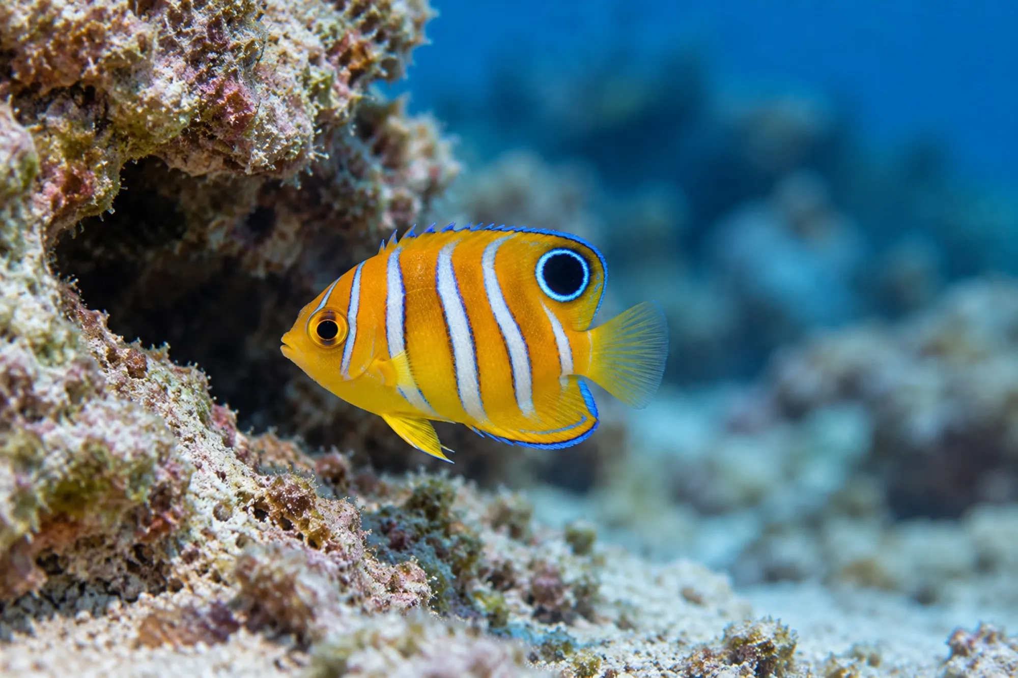 Pfauenkaiserfisch Nachzucht, Pygoplites diacanthus