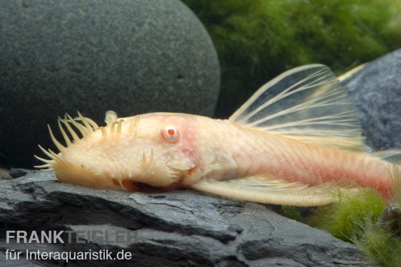 Goldener Antennenwels, Ancistrus sp. Gold, Größe M (4-5 cm)