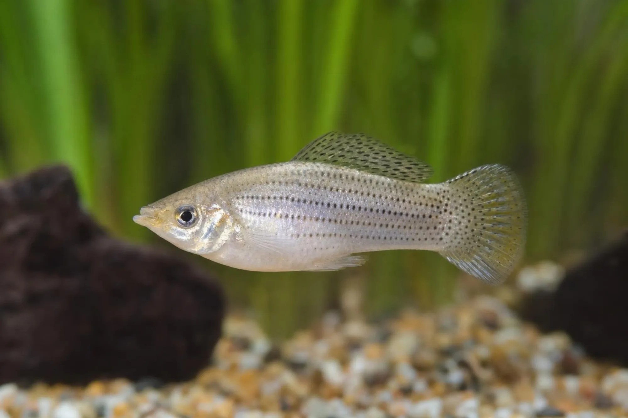 Silber-Lyra-Molly, Poecilia latipinna