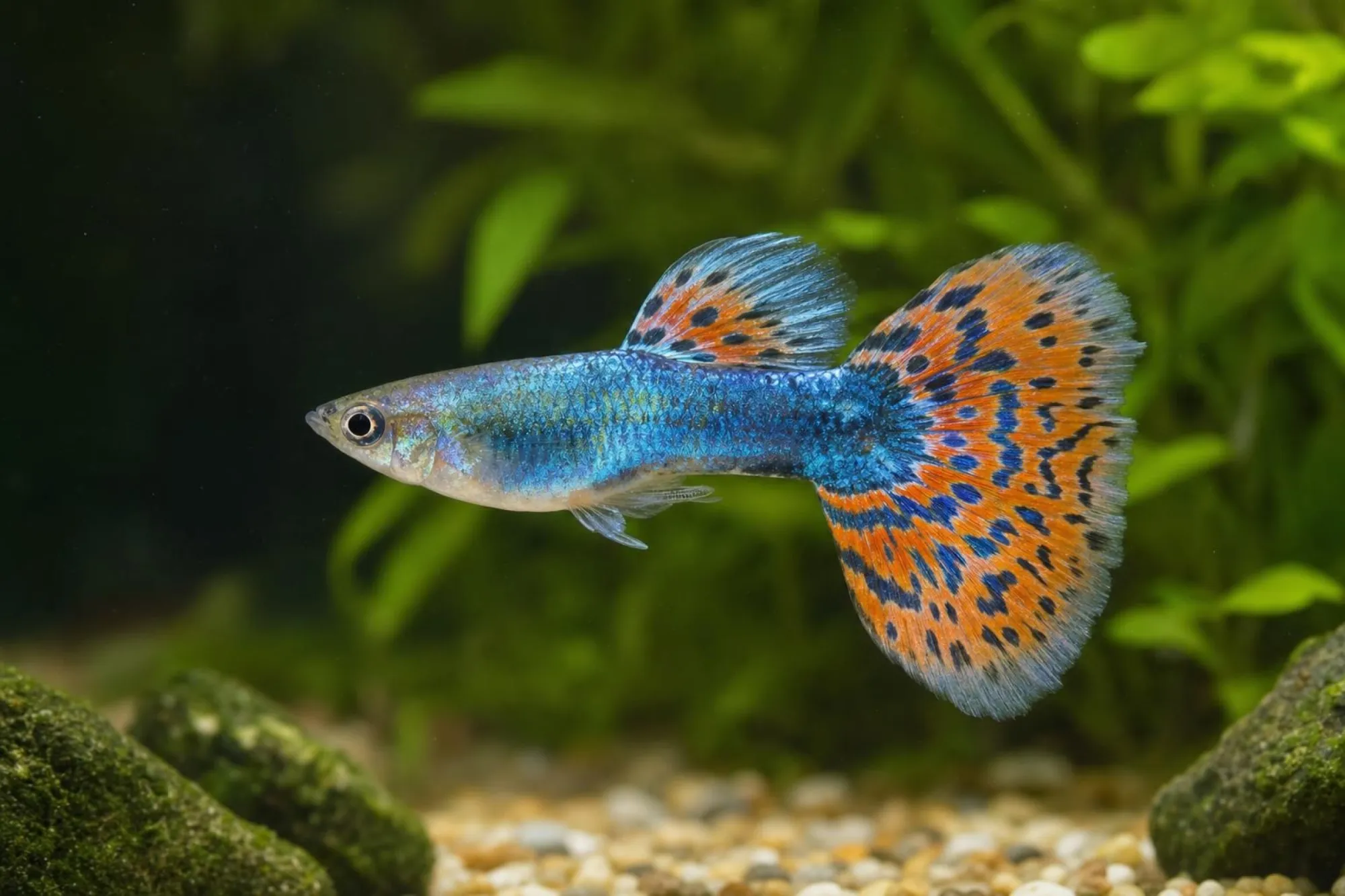 Lazuli-Multicolor-Guppy, Männchen, Poecilia reticulata
