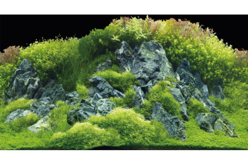 Hobby Rückwandfolie Planted River/Green Rocks, 100 cm x 50 cm